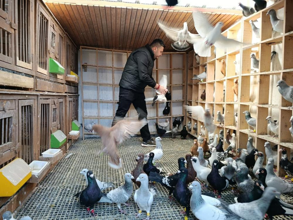  Şimdi tanesini otomobil fiyatına satıyor Özellikle Almanya ve Fransaya gönderdim