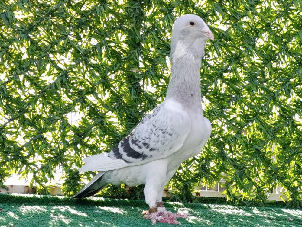  Şimdi tanesini otomobil fiyatına satıyor Özellikle Almanya ve Fransaya gönderdim
