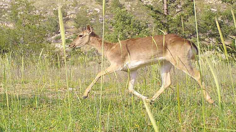 Milli Parklar’a yeni düzen