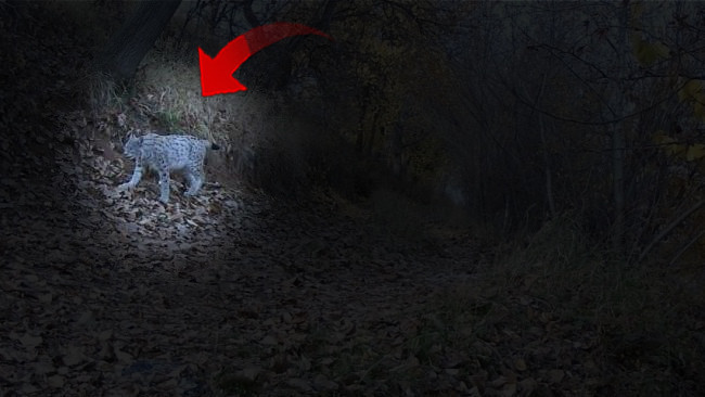 'Ormanın hayaleti' fotokapanlara yakalandı: Erzincan'da görüldü