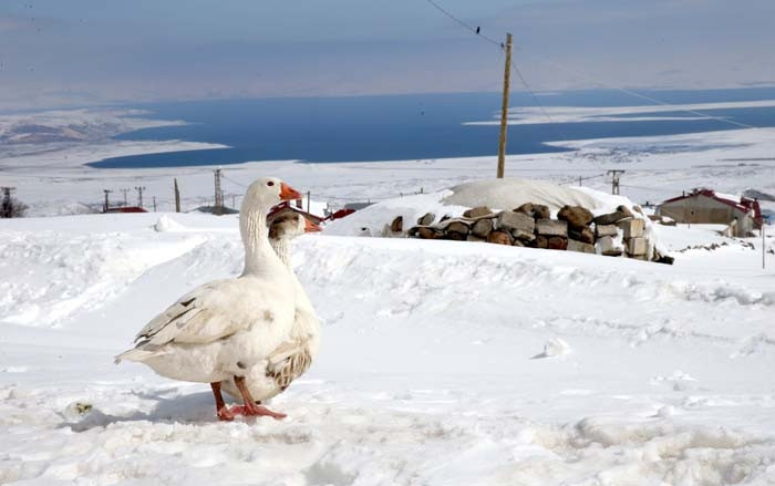  Mahalle 230 nüfuslu Burada Antarktikanın kışı yaşanıyor