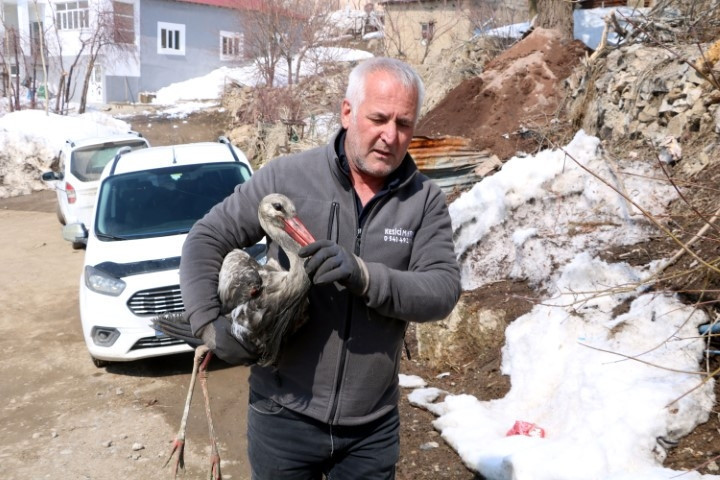 Karlar içinde buldu, her gün balıkla besleyip iyileştirdi