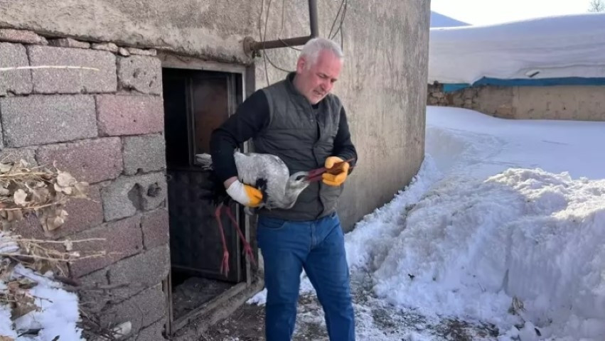 Karlar içinde buldu, her gün balıkla besleyip iyileştirdi
