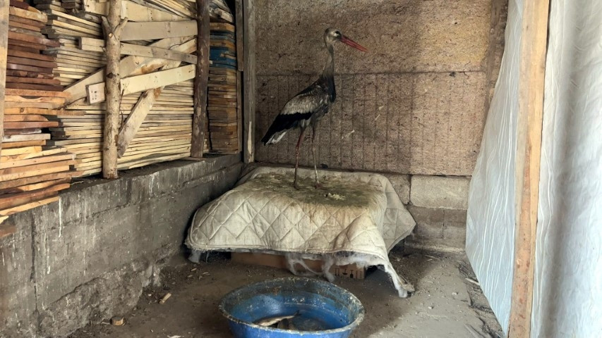 Karlar içinde buldu, her gün balıkla besleyip iyileştirdi