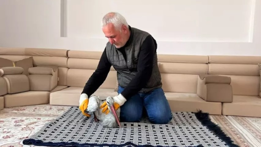 Karlar içinde buldu, her gün balıkla besleyip iyileştirdi