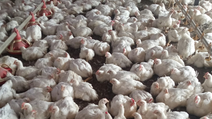 Mersin'de bir tavuk çiftliğinde kuş gribi tespit edildi