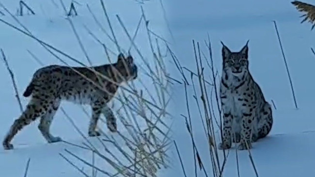 Karlı arazide dolaşırken görüldü: Köyde büyük bir heyecan yarattı