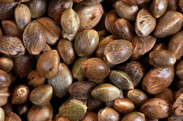 Kolesterol, bağışıklık, sindirim ve daha pek çok şeye iyi geliyorlar Hangi tohum ne işe yarıyor Kolesterol, bağışıklık, sindirim ve daha pek çok şeye iyi geliyorlar Hangi tohum ne işe yarıyor