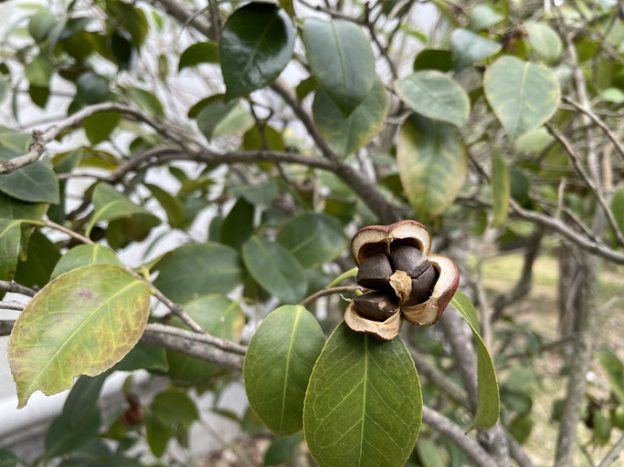 Kamelya tohumu Kamelya tohumu