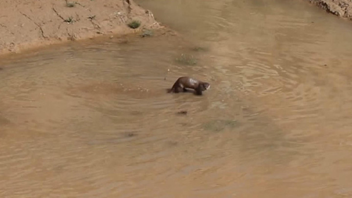 Erzurum'da görüntülendi: Su samurları balık avında...