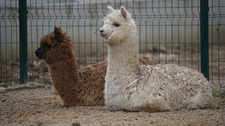 İpsala Sınır Kapısı'nda minibüste ele geçirildi: 2 alpaka, 58 cins güvercin ve 9 cins tavuk... Sürücü gözaltında