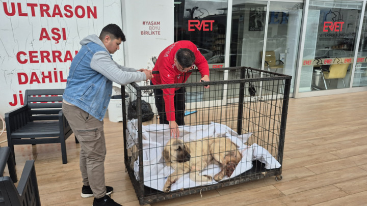 Zonguldak'ta kayıp ilanı verdiği köpeğini vurulmuş halde buldu! Şüpheli tutuklandı