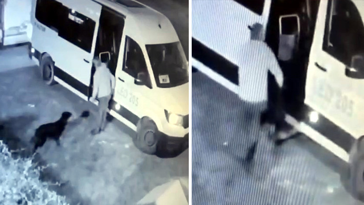 Mahallenin maskotu 'Garip' ortadan kaybolmuştu: Kameraları kontrol edilince gerçek ortaya çıktı