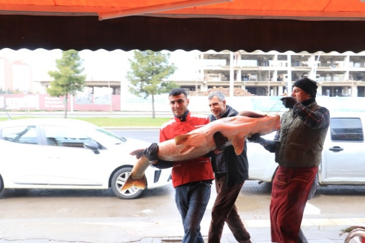 Munzur Çayında yakaladı; sosyal medyada paylaştıktan sonra sattı