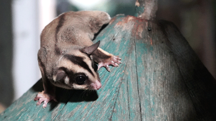 Doğa Koruma Ekipleri, kaçak bakılan 33 şeker planörünü kurtardı