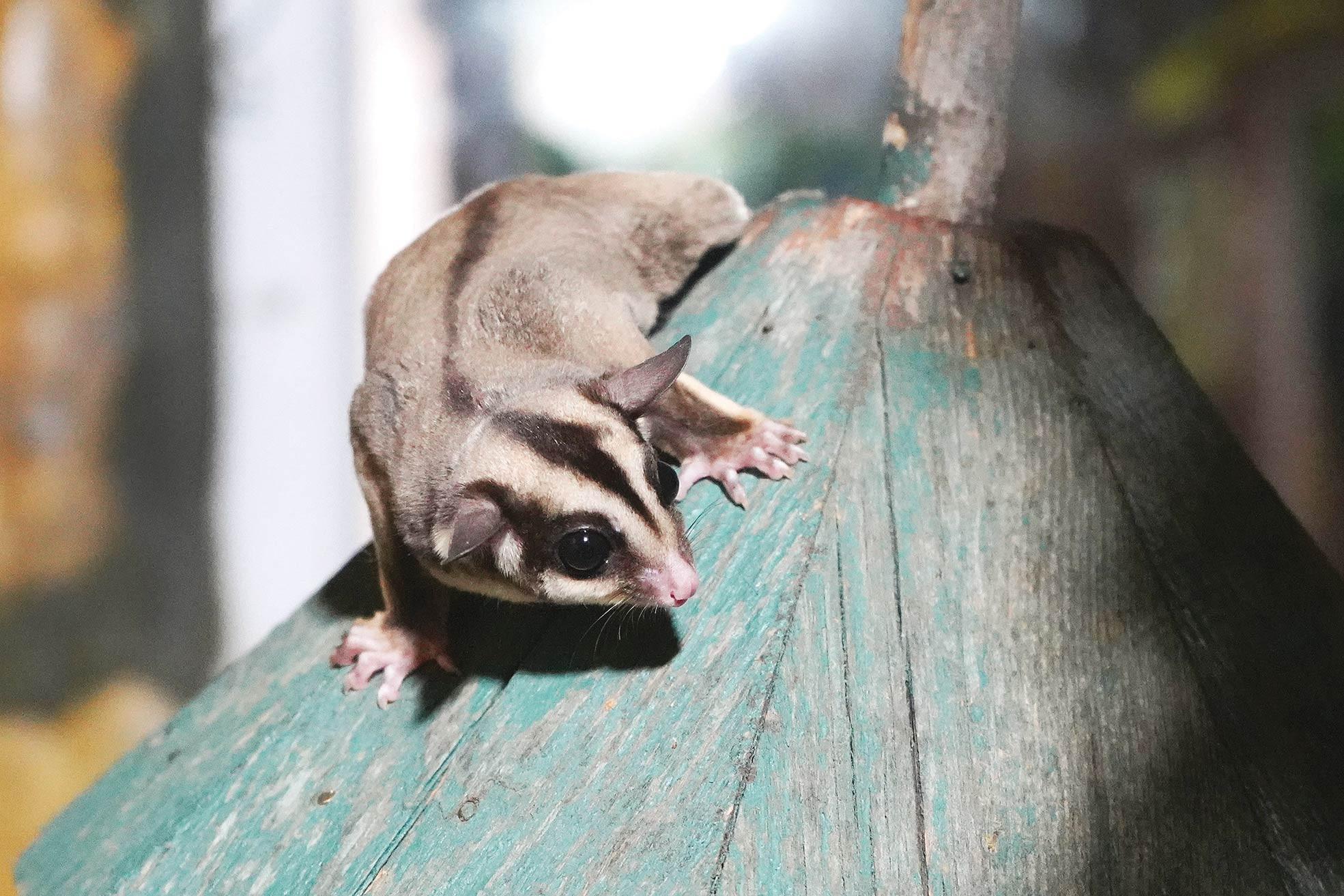 Kaçak bakılıyorlardı... 33 uçan sincap korumaya alındı