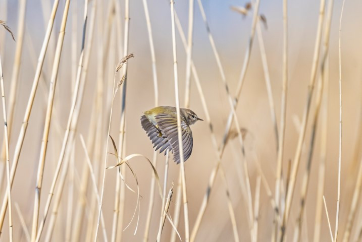  Kışı Diyarbakırda geçirecek