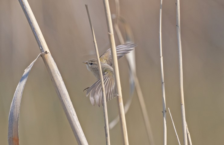  Kışı Diyarbakırda geçirecek