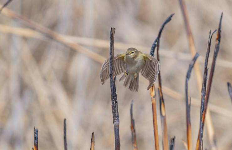  Kışı Diyarbakırda geçirecek