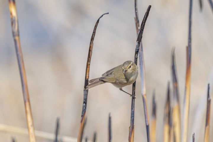  Kışı Diyarbakırda geçirecek