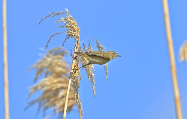  Kışı Diyarbakırda geçirecek