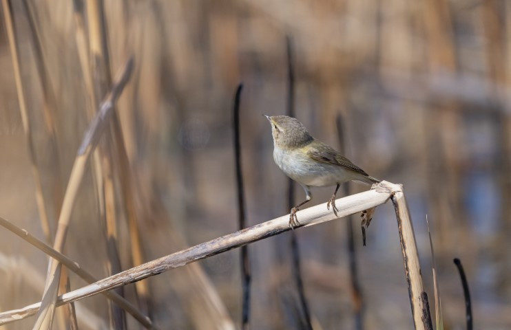  Kışı Diyarbakırda geçirecek