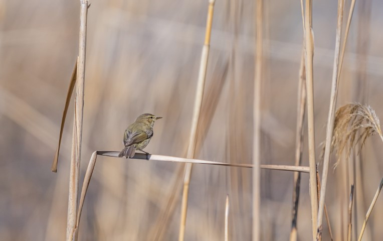  Kışı Diyarbakırda geçirecek
