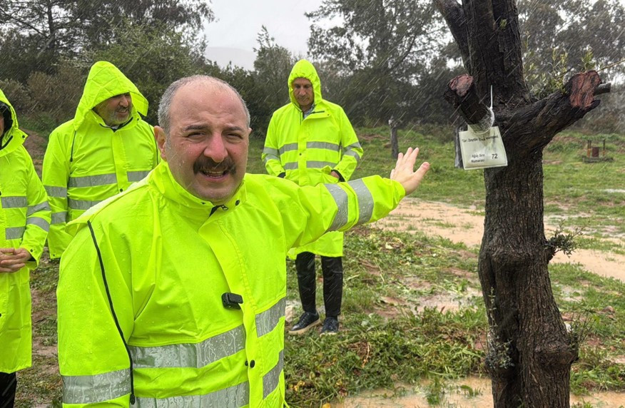 Mustafa Varank, Yeniköy termik santrali maden sahasındaki zeytin ağaçlarının taşınması sürecini yerinde inceledi
