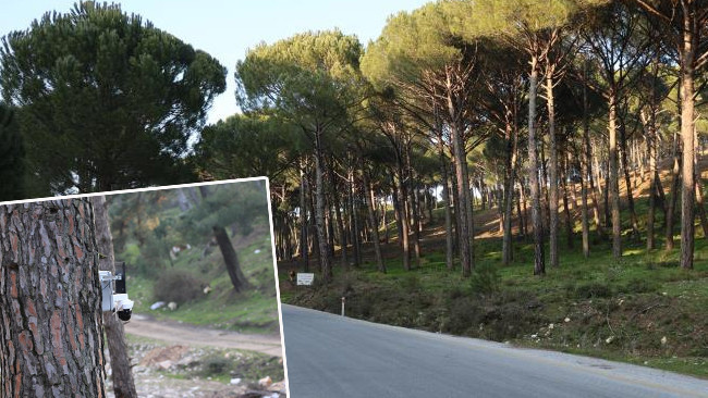 Altın değerinde: Vatandaş korumak için harekete geçti