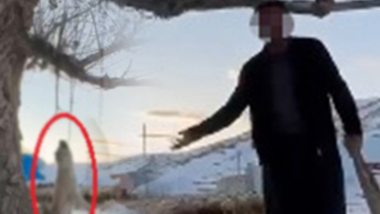 Ellerin kırılsın! Köpeği ağaca asarak öldürdü, söyledikleri dehşete düşürdü