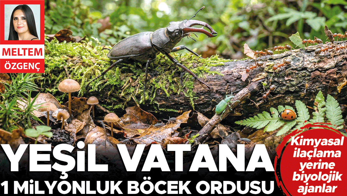 Yeşil vatana 1 milyonluk böcek ordusu