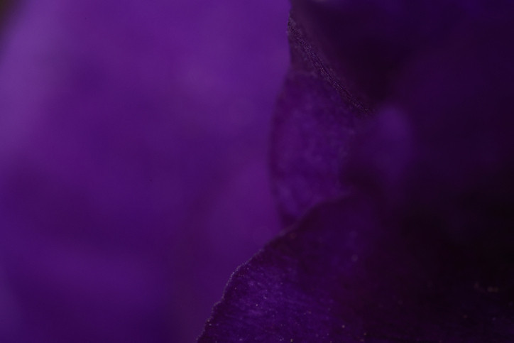 Mor mu mavi mi Harvard’dan beyin yakan renk oyunu