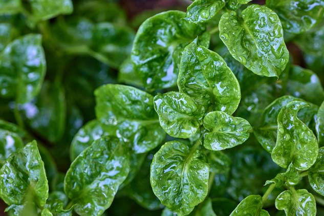 Güçlü bir antioksidan deposu