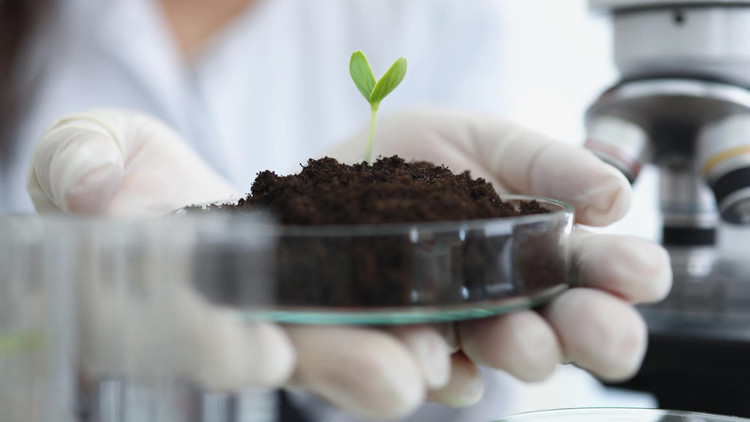 Bilim dünyasını şaşırtan araştırma: Bitkiler “sayabiliyor” olabilir, öğrenme ve hafıza sandığımızdan çok daha farklı çalışıyor