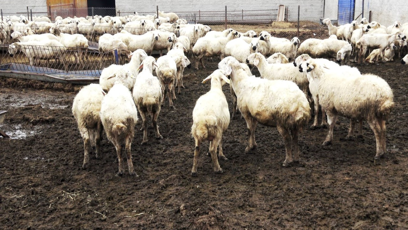  Bu maaşla çalışacak çoban bulamıyorlar