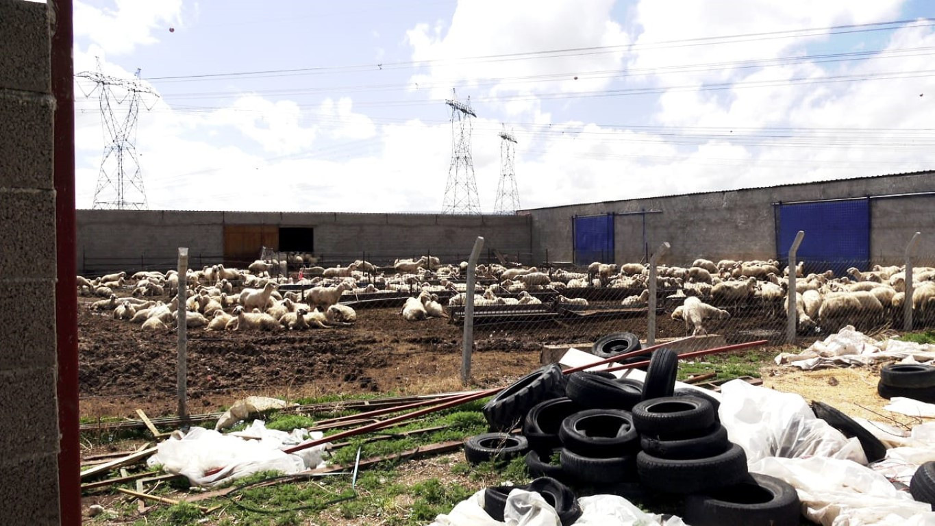  Bu maaşla çalışacak çoban bulamıyorlar