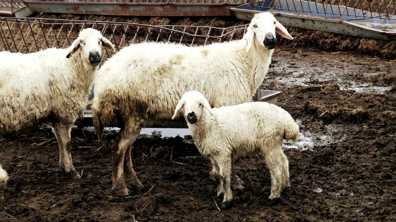  Bu maaşla çalışacak çoban bulamıyorlar