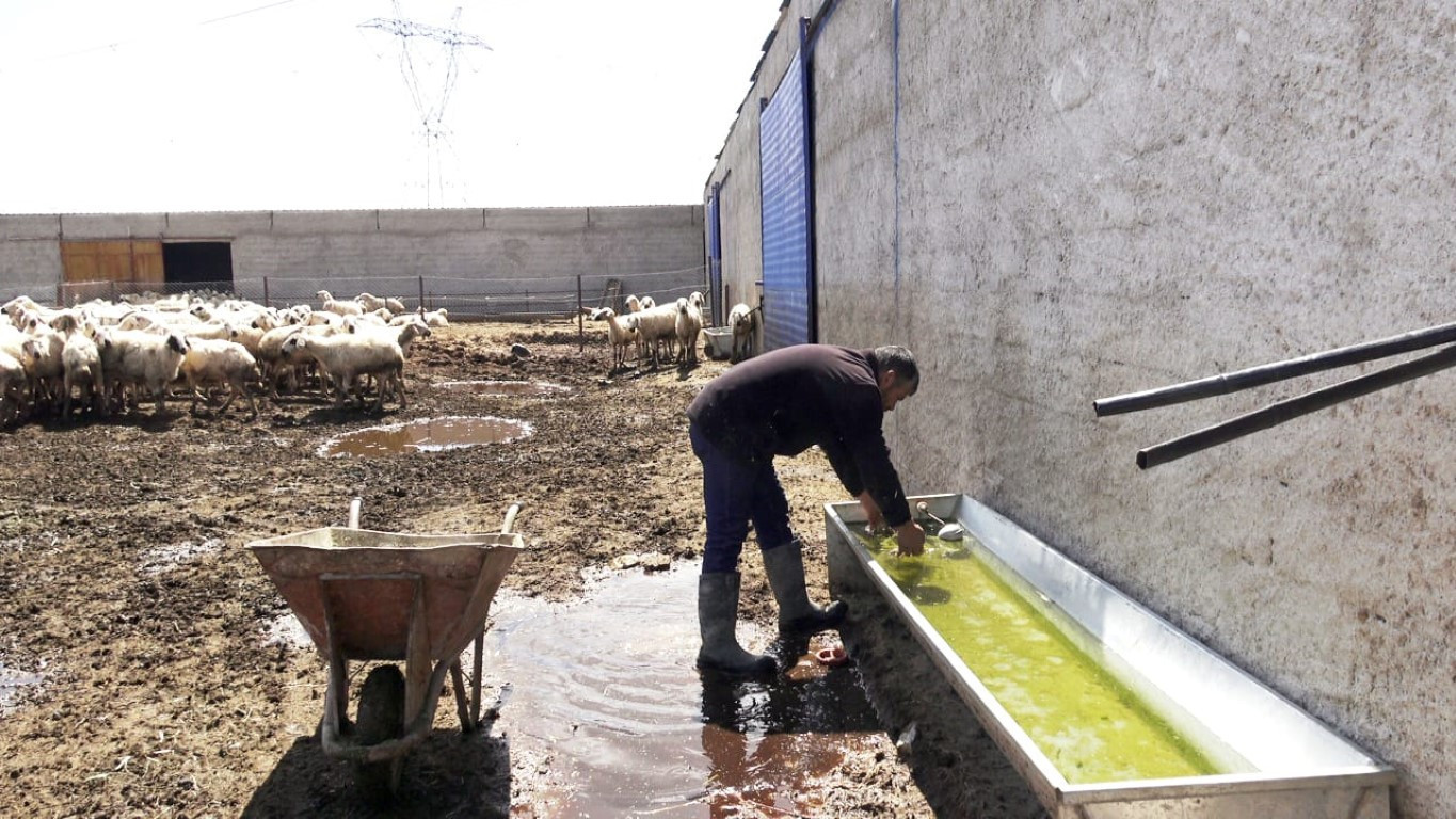  Bu maaşla çalışacak çoban bulamıyorlar
