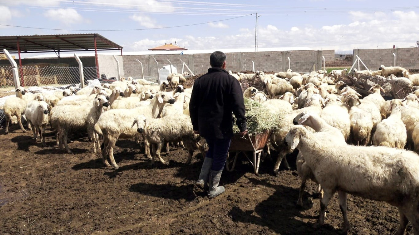  Bu maaşla çalışacak çoban bulamıyorlar