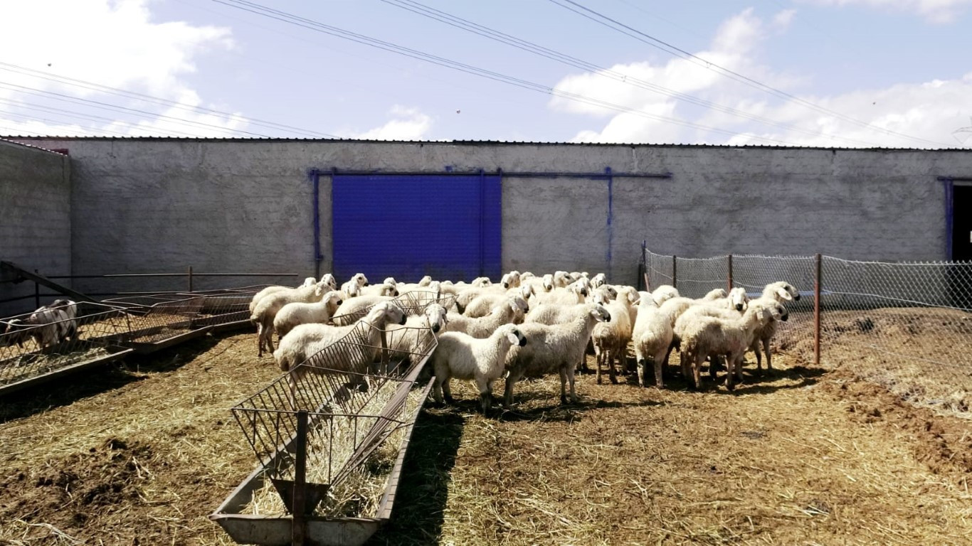  Bu maaşla çalışacak çoban bulamıyorlar