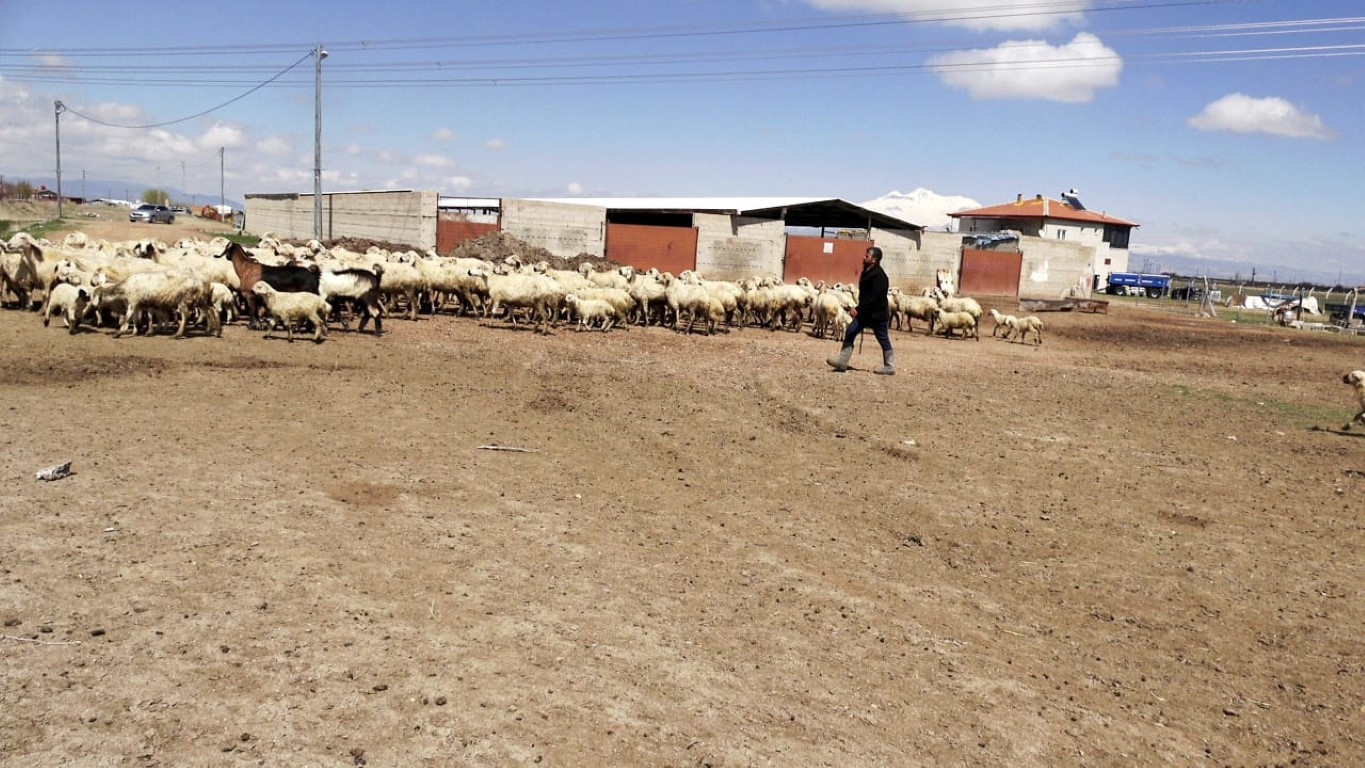  Bu maaşla çalışacak çoban bulamıyorlar
