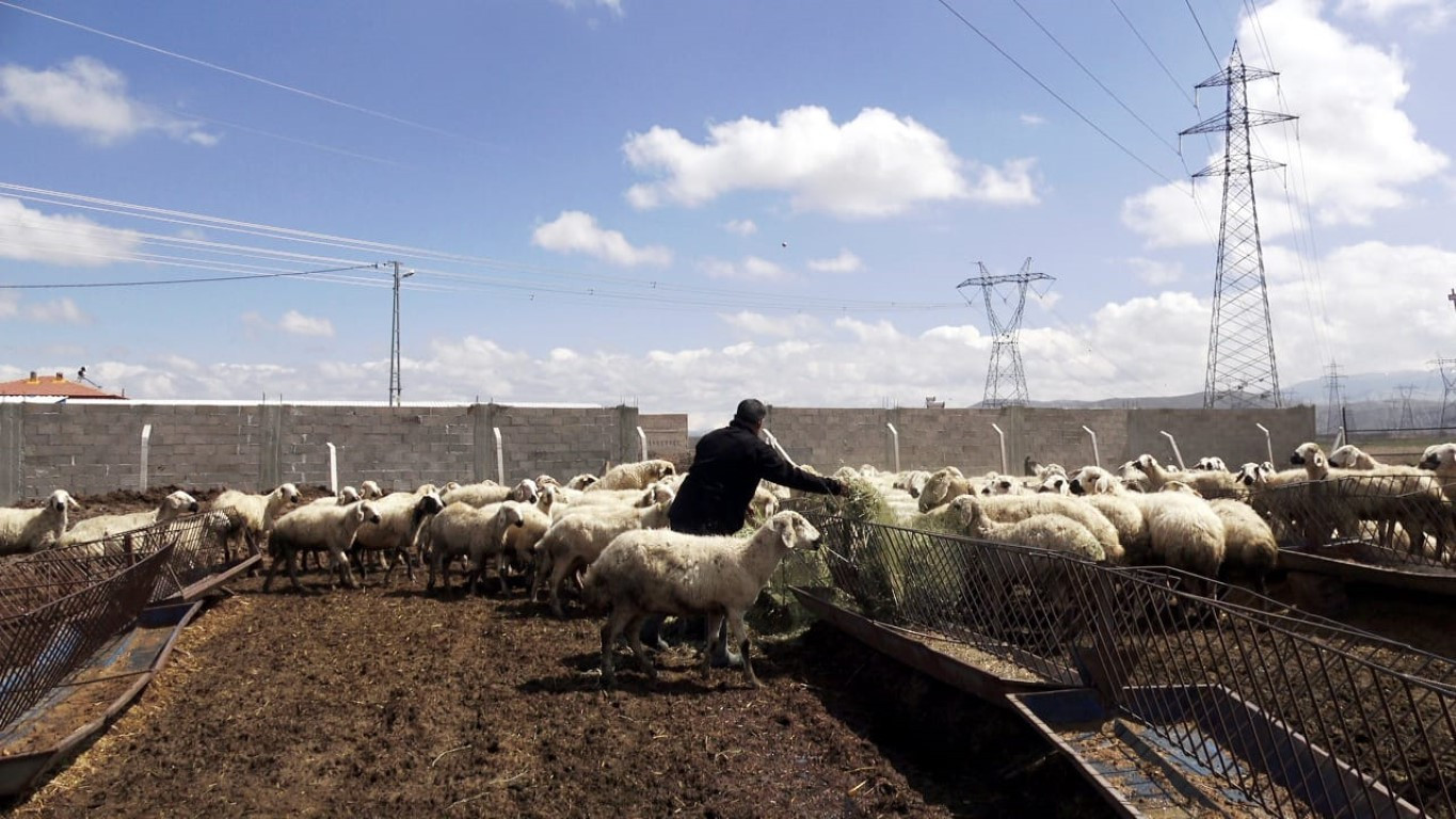  Bu maaşla çalışacak çoban bulamıyorlar