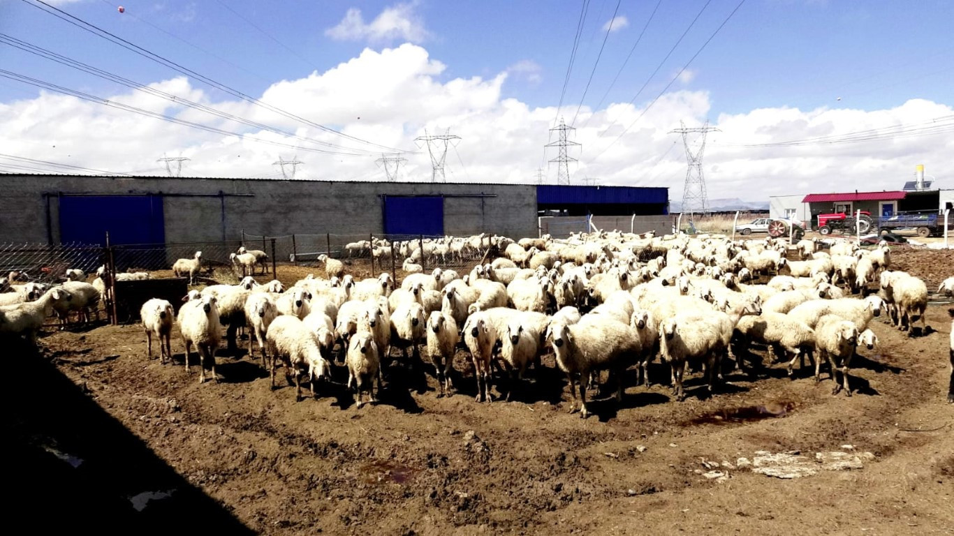  Bu maaşla çalışacak çoban bulamıyorlar