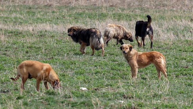 İstanbul Valiliği'nden sahipsiz köpekler için talimat: Belediyelere yazı gönderildi
