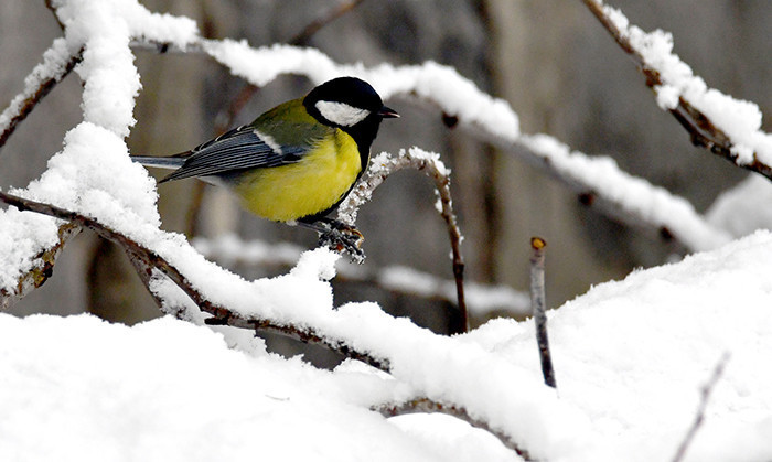  Birçok il beyaza büründü Kalktık kar yağıyor, bu sene kış çok ağır geçti