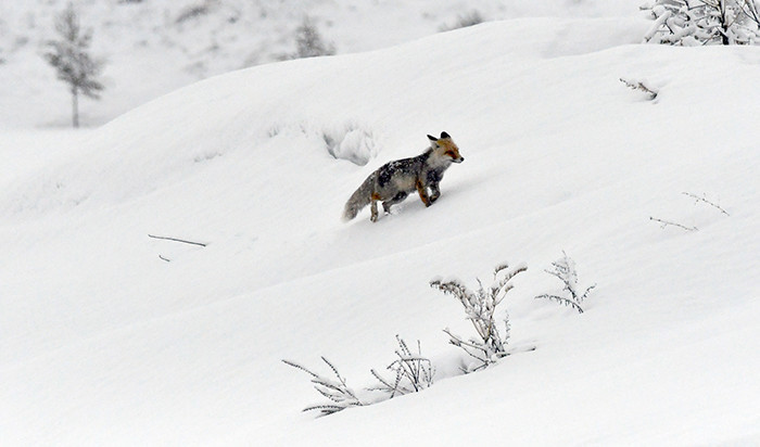  Birçok il beyaza büründü Kalktık kar yağıyor, bu sene kış çok ağır geçti