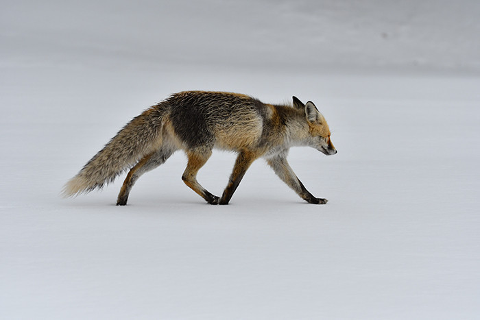  Birçok il beyaza büründü Kalktık kar yağıyor, bu sene kış çok ağır geçti