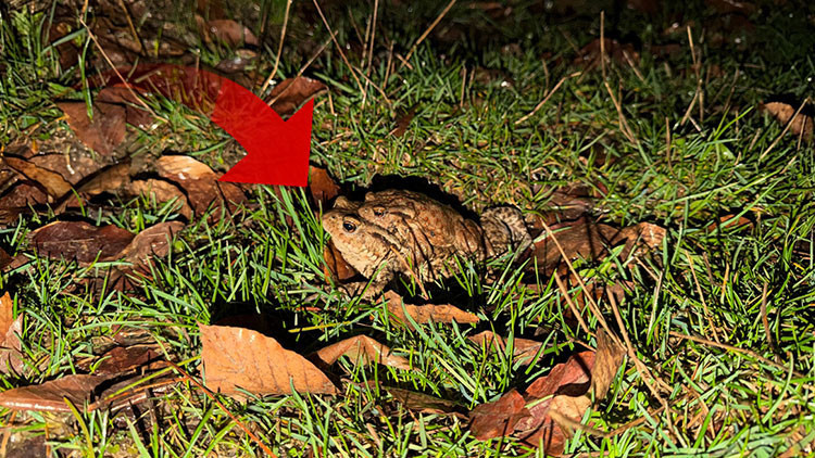 Çiftleşmek için ormandan gölete göç ediyorlar | 5 bin yıllık keşifte de rastlanmıştı