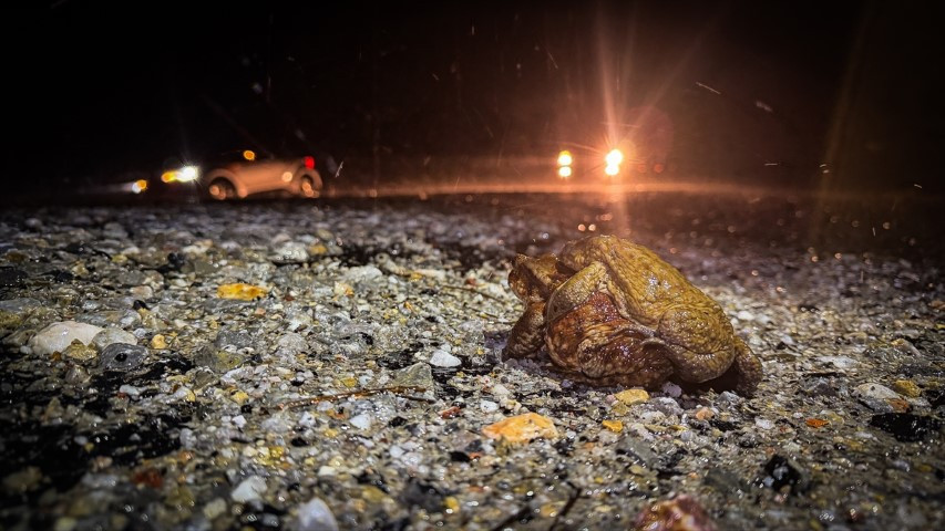 Çiftleşmek için ormandan gölete göç ediyorlar | 5 bin yıllık keşifte de rastlanmıştı Çiftleşmek için ormandan gölete göç ediyorlar | 5 bin yıllık keşifte de rastlanmıştı