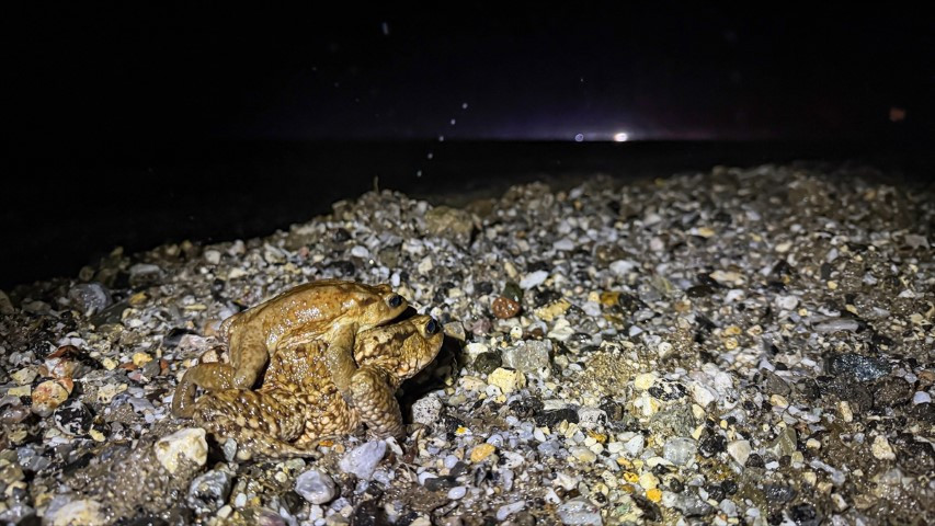 Çiftleşmek için ormandan gölete göç ediyorlar | 5 bin yıllık keşifte de rastlanmıştı Çiftleşmek için ormandan gölete göç ediyorlar | 5 bin yıllık keşifte de rastlanmıştı